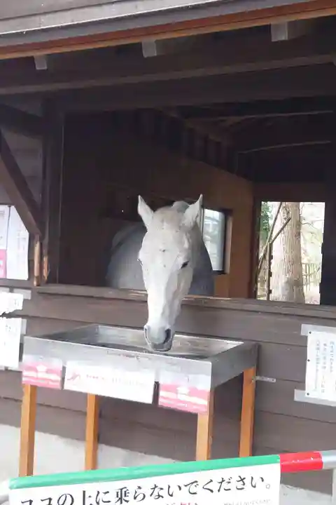 鹿児島神宮(鹿児島県)