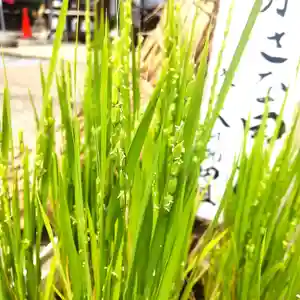 七重浜海津見神社(北海道)(2025年08月04日(月) 08時32分52秒投稿)