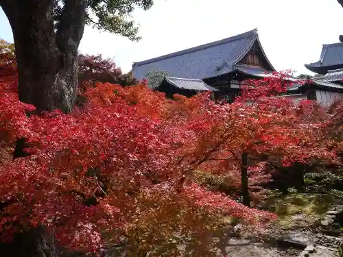 東福禅寺（東福寺）の自然