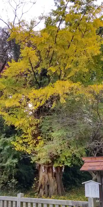 川勾神社の自然
