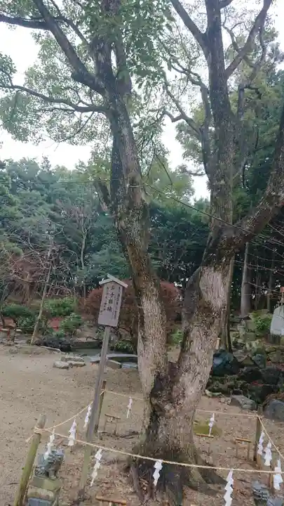 玉鉾神社の自然