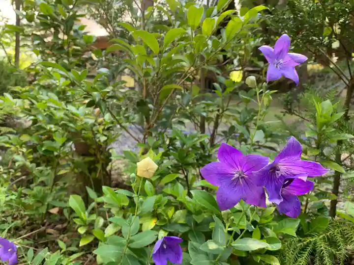 山家神社の自然