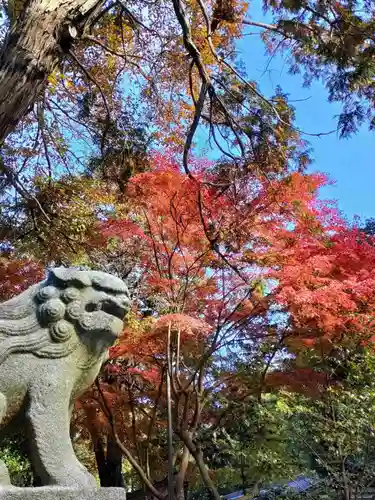 諏訪八幡神社の狛犬