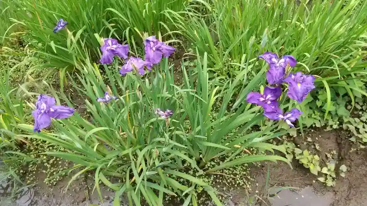 本土寺(千葉県)
