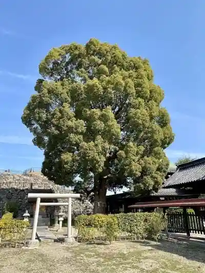 柳澤神社の鳥居