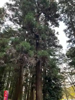 大宮温泉神社(栃木県)