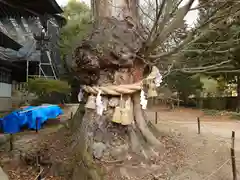 賀羅加波神社の自然