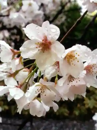 阿佐ヶ谷神明宮(東京都)