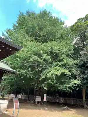 峯ヶ岡八幡神社(埼玉県)