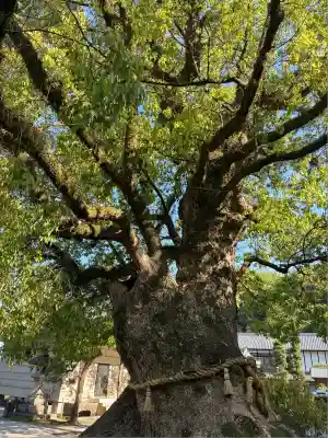 観音寺(香川県)