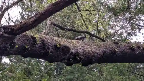帯廣神社の動物