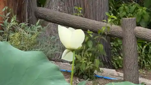 常泉寺(埼玉県)