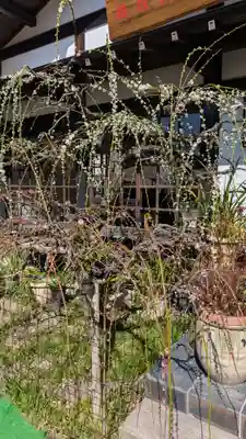 太宰府天満宮(福岡県)