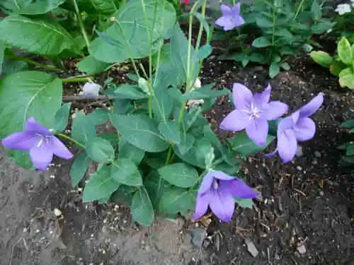 札幌諏訪神社の自然
