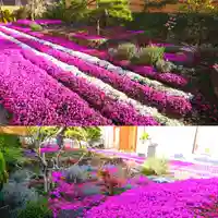 寿量山 速成寺の自然