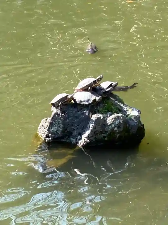 三嶋大社の{uncategorized: "未分類", other: "その他", undefined: "問題あり", building: "その他建物", grave: "お墓", sacred_gate: "鳥居", guardian: "狛犬", statue: "像", buddha: "仏像", history: "歴史", nature: "自然", garden: "庭園", animal: "動物", pagoda: "塔", temizu: "手水舎", mountain_gate: "山門・神門", sanctuary: "本殿・本堂", subordinate: "末社・摂社", art: "芸術", scenery: "景色", jizo: "地蔵", ema: "絵馬", goshuin: "御朱印", omikuji: "おみくじ", items: "授与品その他", amulet: "お守り", goshuincho: "御朱印帳", eats: "食事", festival: "お祭り", votive_dance: "神楽", shichigosan: "七五三参", wedding: "結婚式", experience: "体験その他", initially: "初詣", around: "周辺", anti_infection: "感染症対策"}