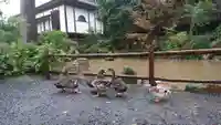 楽法寺(雨引観音)の動物
