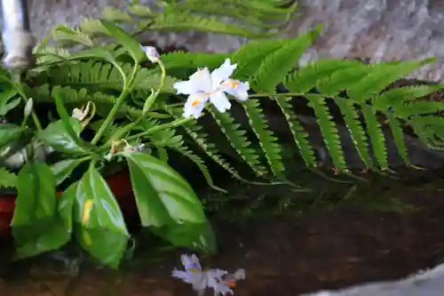 愛宕神社の手水