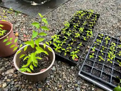 手力雄神社(岐阜県)