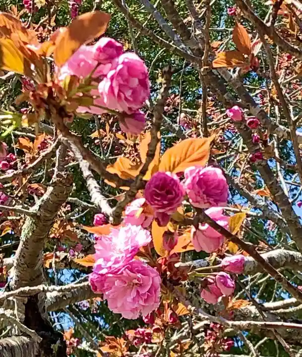 鹿島台神社の自然