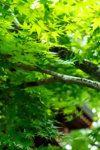 鹿児島神宮(鹿児島県)