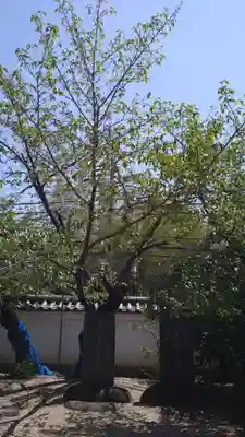 道明寺(大阪府)