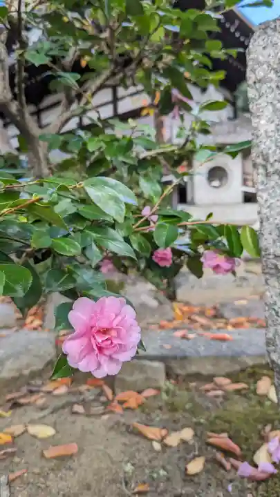本満寺(本願満足寺)(京都府)