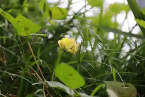 大六天麻王神社の自然