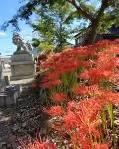 沙沙貴神社の自然(2021年09月23日(木) 10時56分58秒投稿)