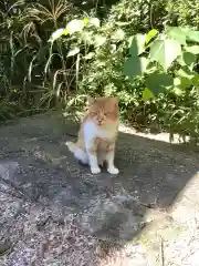 愛知県高浜市春日神社の動物