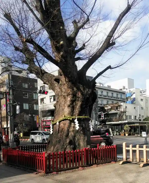 大國魂神社の自然