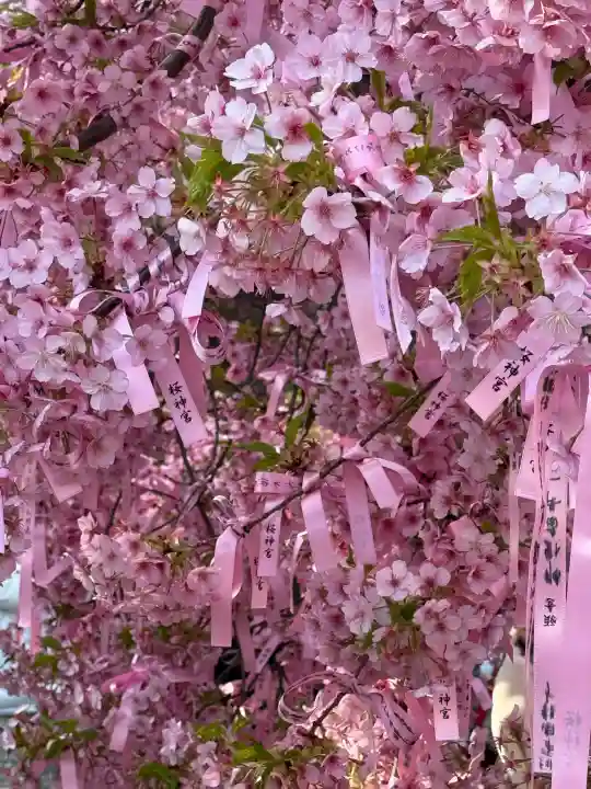 桜神宮の{uncategorized: "未分類", other: "その他", undefined: "問題あり", building: "その他建物", grave: "お墓", sacred_gate: "鳥居", guardian: "狛犬", statue: "像", buddha: "仏像", history: "歴史", nature: "自然", garden: "庭園", animal: "動物", pagoda: "塔", temizu: "手水舎", mountain_gate: "山門・神門", sanctuary: "本殿・本堂", subordinate: "末社・摂社", art: "芸術", scenery: "景色", jizo: "地蔵", ema: "絵馬", goshuin: "御朱印", omikuji: "おみくじ", items: "授与品その他", amulet: "お守り", goshuincho: "御朱印帳", eats: "食事", festival: "お祭り", votive_dance: "神楽", shichigosan: "七五三参", wedding: "結婚式", experience: "体験その他", initially: "初詣", around: "周辺", anti_infection: "感染症対策"}