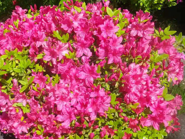 浄光明寺の自然