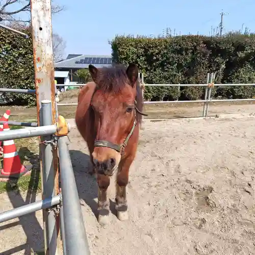 八幡神社（妻木）(岐阜県)