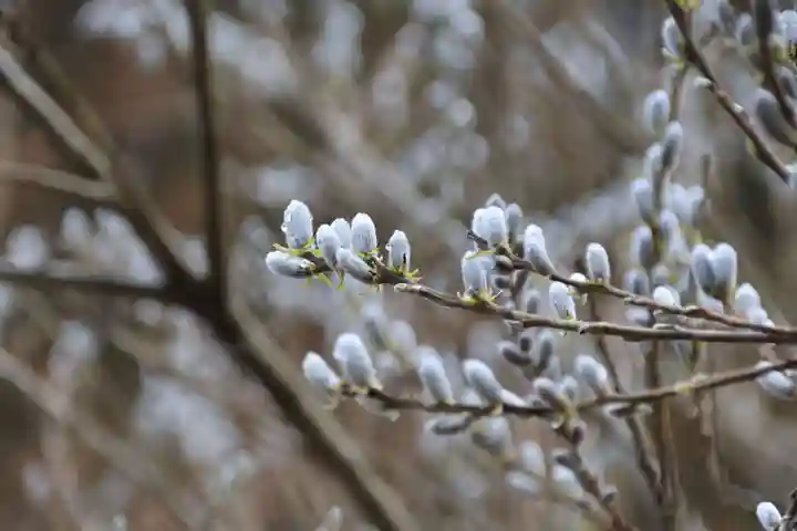 三渡神社の自然