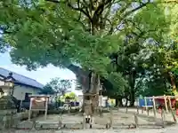 神明社(小牧神明社)の自然