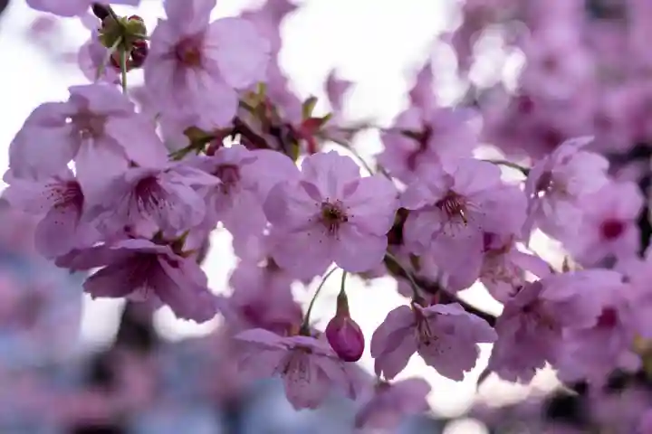 平野神社(京都府)