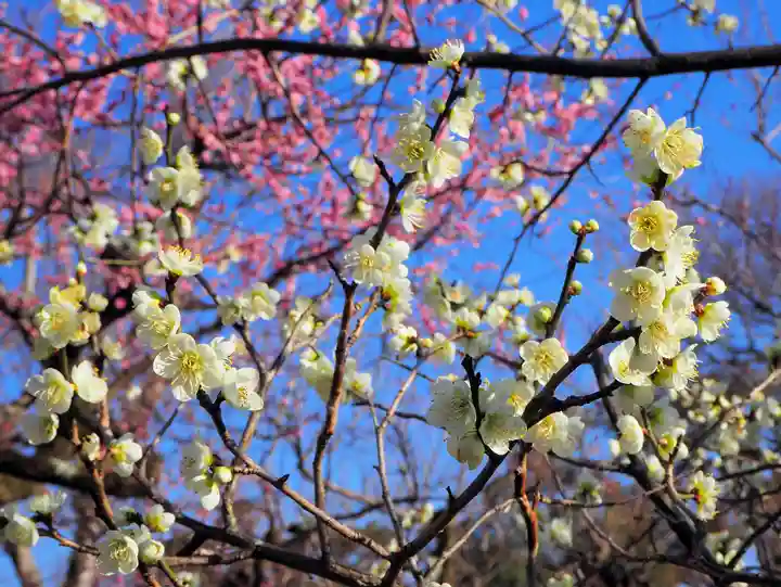 北野天満宮の自然