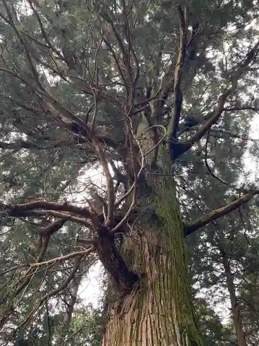 村山浅間神社(静岡県)