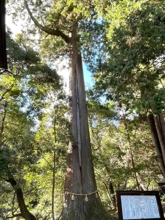 西山春日神社の自然