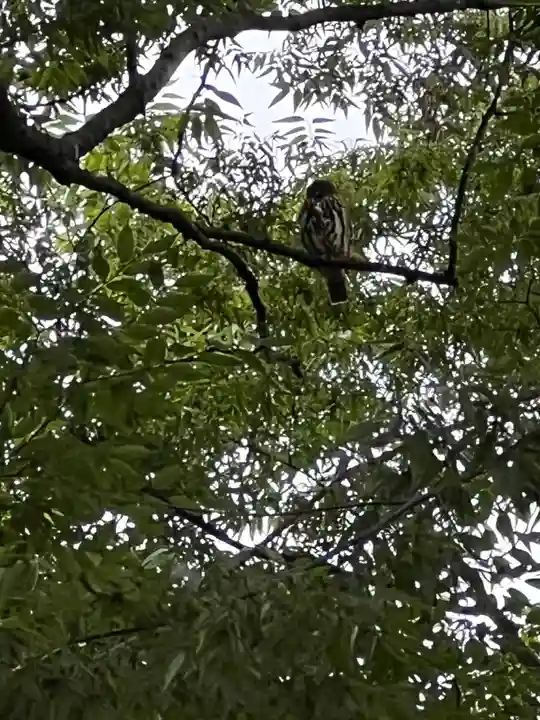 秩父今宮神社(埼玉県)