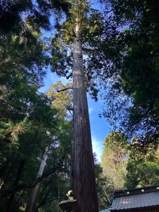 八幡宮來宮神社(静岡県)