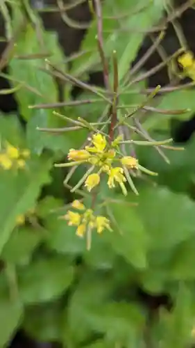 八幡神社の自然