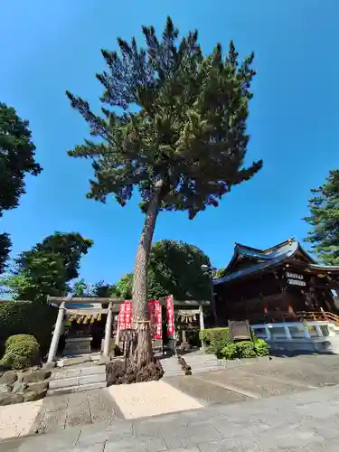中野沼袋氷川神社の自然