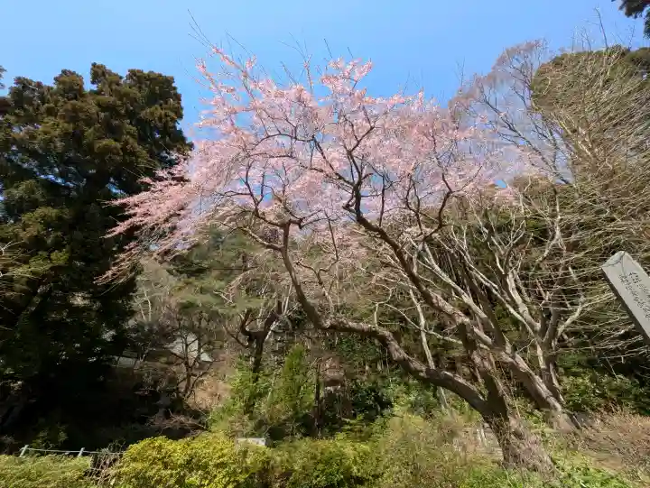 函館八幡宮の{uncategorized: "未分類", other: "その他", undefined: "問題あり", building: "その他建物", grave: "お墓", sacred_gate: "鳥居", guardian: "狛犬", statue: "像", buddha: "仏像", history: "歴史", nature: "自然", garden: "庭園", animal: "動物", pagoda: "塔", temizu: "手水舎", mountain_gate: "山門・神門", sanctuary: "本殿・本堂", subordinate: "末社・摂社", art: "芸術", scenery: "景色", jizo: "地蔵", ema: "絵馬", goshuin: "御朱印", omikuji: "おみくじ", items: "授与品その他", amulet: "お守り", goshuincho: "御朱印帳", eats: "食事", festival: "お祭り", votive_dance: "神楽", shichigosan: "七五三参", wedding: "結婚式", experience: "体験その他", initially: "初詣", around: "周辺", anti_infection: "感染症対策"}