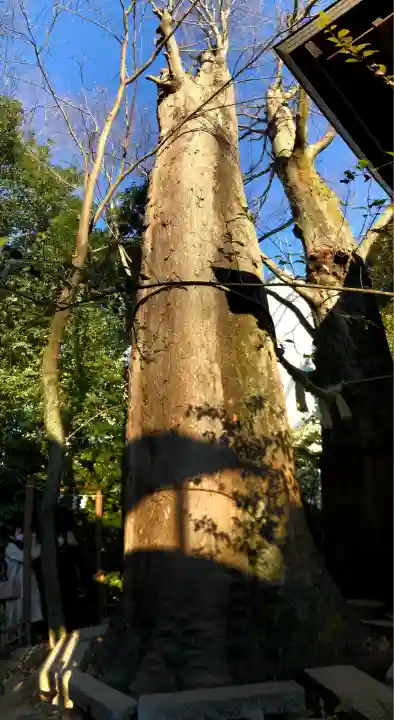 川越氷川神社(埼玉県)