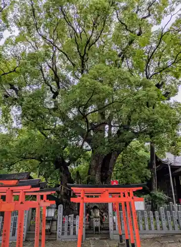 信太森神社（葛葉稲荷神社）(大阪府)