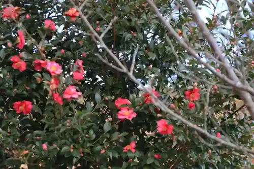 阿久津「田村神社」（郡山市阿久津町）旧社名：伊豆箱根三嶋三社の庭園