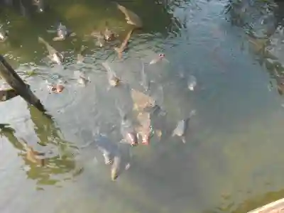 早水神社(宮崎県)