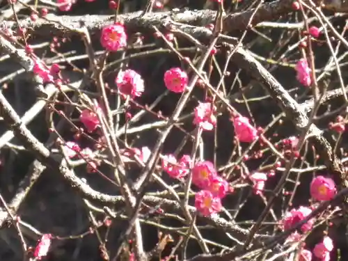 荏柄天神社の自然